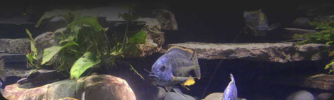 View Our Selection of Available Fish