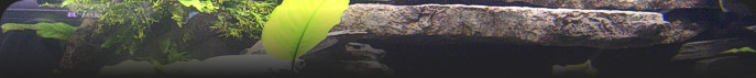 View Our Selection of Available Fish