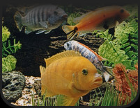 View Our Selection of Available Fish