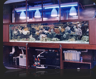 Saltwater Reef Aquariums