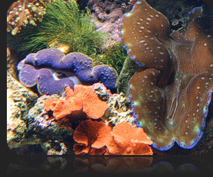 Saltwater Reef Aquariums