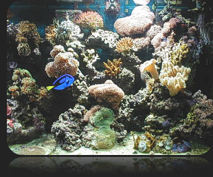 The ABC's of Marine Fish