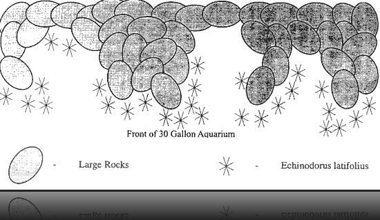 New Tank Water Conditions - Understanding the Nitrogen Cycle