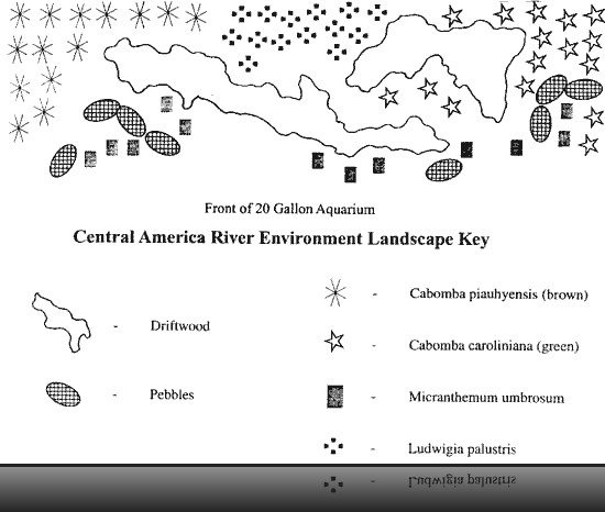 New Tank Water Conditions - Understanding the Nitrogen Cycle