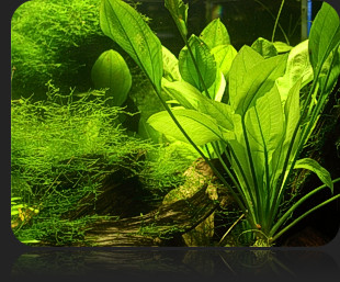New Tank Water Conditions