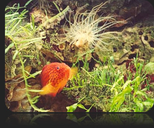 The ABC's of Marine Fish