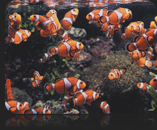 The ABC's of Marine Fish