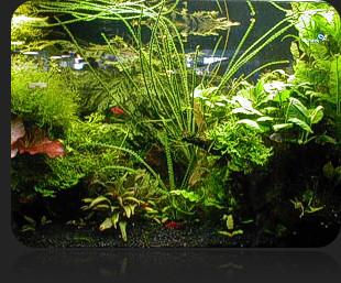 Keeping Live Plants in the Aquarium