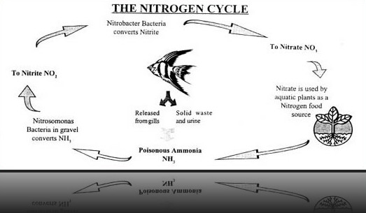 New Tank Water Conditions - Understanding the Nitrogen Cycle