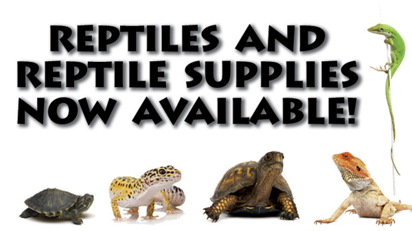 Reptiles and Reptile Supplies Now Available!
