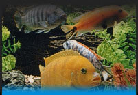 View Our Selection of Available Fish