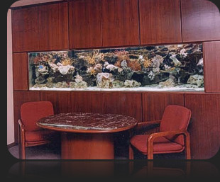 Commercial Aquarium Installations